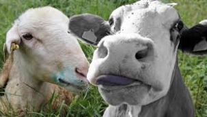 Bergama 'da 'mavi dil' hastalığı alarmı! 27 mahalle karantinaya alındı