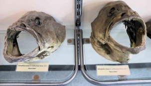 Denizlerdeki 400 farklı canlı türü İzmir'de meraklıları için sergileniyor