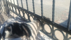 Kafası demir parmaklıklara sıkışan köpek itfaiye tarafından kurtarıldı