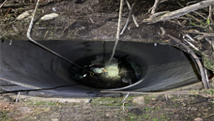  İtfaiye ekipleri buzağıyı düştüğü kuyudan çıkardı