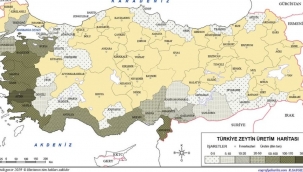 Türkiye'de En Çok Zeytin Üreten Şehirler Belli Oldu!
