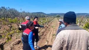 Aliağa'da Zirai Don Hasarı Tespit Çalışmaları Tamamlandı