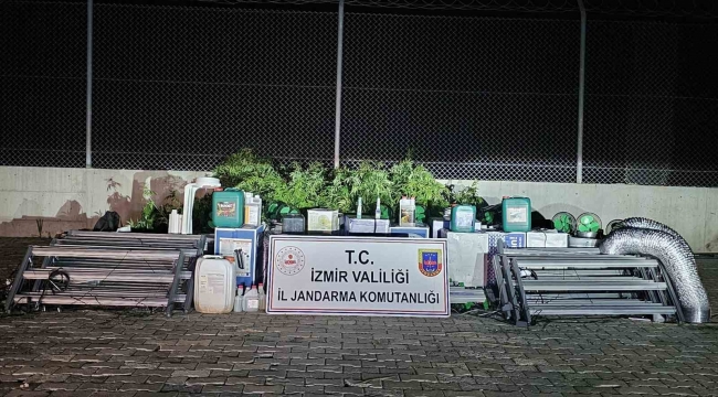 İzmir'de 'skunk' operasyonu: 183 kök ele geçirildi