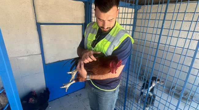 İzmir'deki yangından kurtarılan tavuklarına kavuştu