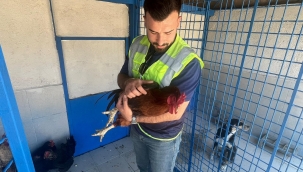 İzmir'deki yangından kurtarılan tavuklarına kavuştu