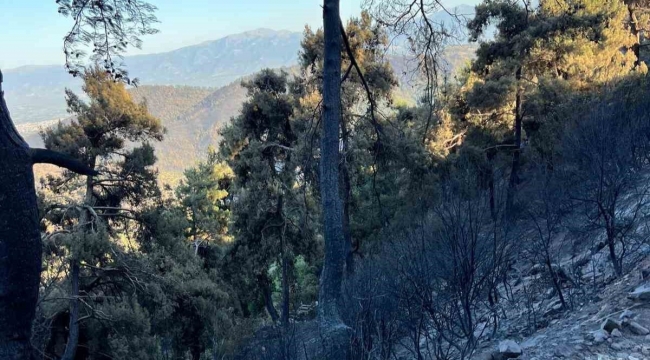 Kasapoğlu, yangın bölgesinde incelemelerde bulundu