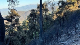 Kasapoğlu, yangın bölgesinde incelemelerde bulundu