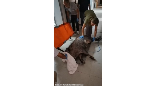 Ateşli silahla yaralanan domuz Doğal Yaşam Parkı'nda sağlığına kavuştu