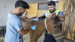 Buca'daki haralara terk edilen sahipsiz atlar Pako'da
