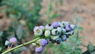 İzmir'in ilk toprağa dikim bluueberryleri hasat edildi.