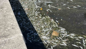 Başkan Saygılı'dan balık ölümleri sonrası İzmir Büyükşehir'e tepki