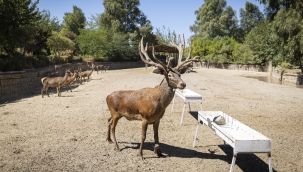 İyileşen kızıl geyik Paşa yeni yuvasında