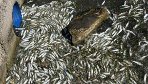 İzmir Körfezi'nde balık ölümleri yeniden başladı