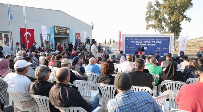 Aliağa Damızlık Koyun Üretim Merkezi'nde İkinci Etap Hibeli Dağıtım Tamamlandı