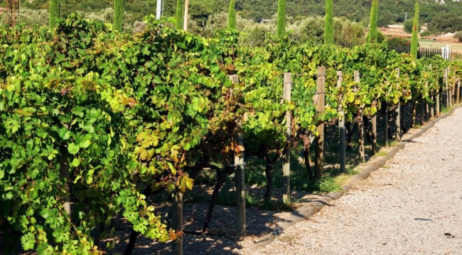İzmir bağcılık mirasını koruyan Iter Vitis Rotası'na katıldı