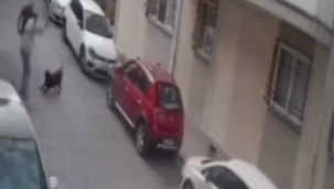 İzmir'de köpeğe kemerli şiddet