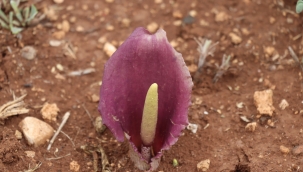 "Karaman yılanpancarı" bilim dünyasına tanıtıldı