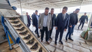 Sezonun ilk zeytinyağı Başkan Tugay'dan