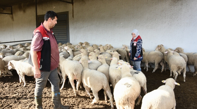 Aliağa'da Üreticiye Destek Sürüyor: Hibeli Koyun ve Koçlar Üreticilere Teslim Edildi
