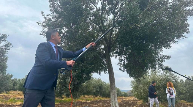 Aliağa'da zeytin hasadı devam ediyor