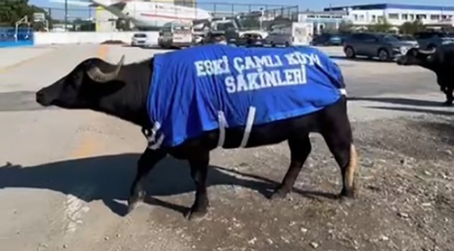 İzmir'de mandalı protesto: Okul sahibinden dikkat çeken tepki