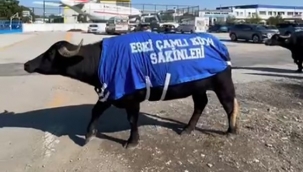 İzmir'de mandalı protesto: Okul sahibinden dikkat çeken tepki