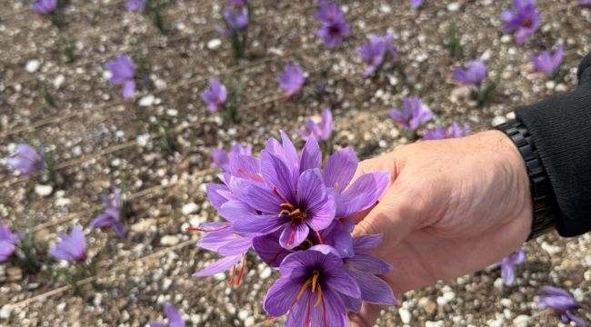 Ülkü Ocakları Genel Merkezi'nin terasında safran hasadı yapıldı