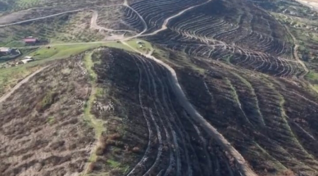 Aliağa ve Foça'daki yanan orman alanları yeniden yeşile kavuşuyor