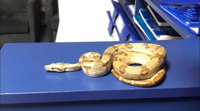 İzmir'de kafede yılanla gezdi, 12 bin lira ceza yedi