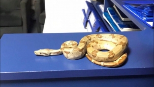 İzmir'de kafede yılanla gezdi, 12 bin lira ceza yedi