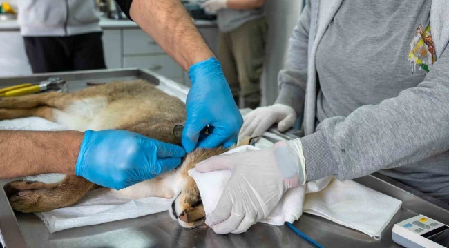 Ağır yaralı bulundu, sağlıklı şekilde doğaya salındı