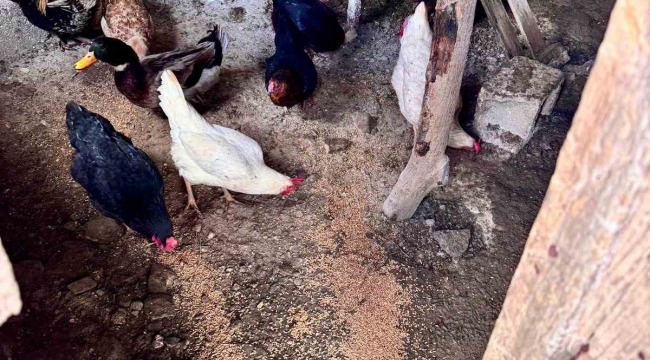 Büyükşehir ekipleri tüm canlılar için aynı özveriyle çalışıyor