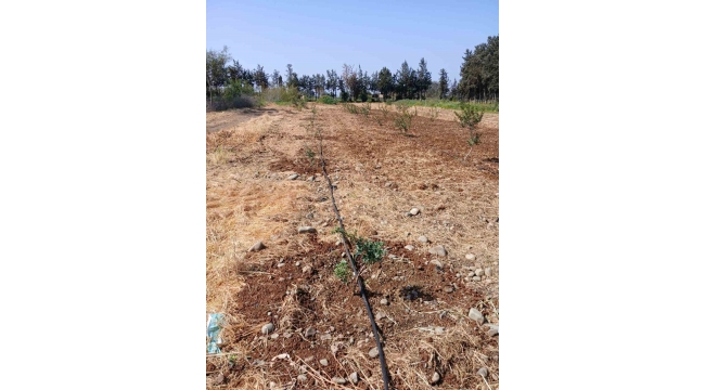 İzmir'in damla sakızı KKTC'de toprakla buluştu