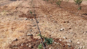 İzmir'in damla sakızı KKTC'de toprakla buluştu