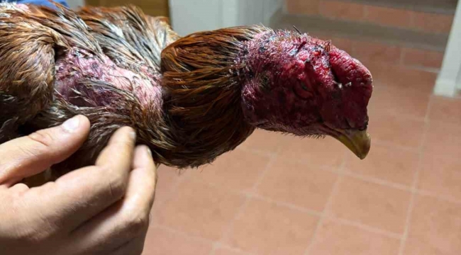 Bayındır'da yasa dışı horoz dövüşü operasyonu: 3 gözaltı
