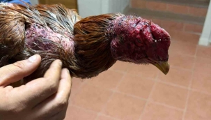 Bayındır'da yasa dışı horoz dövüşü operasyonu: 3 gözaltı