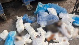 İzmir'deki '33 ölü kedi' vahşetinde yeni gelişme
