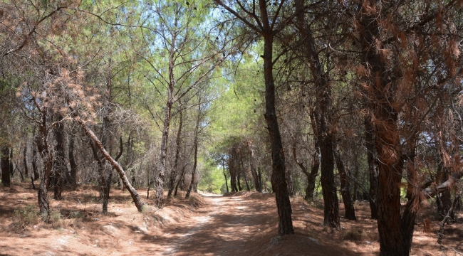 İzmir 'de ormanlara giriş yasağı başladı